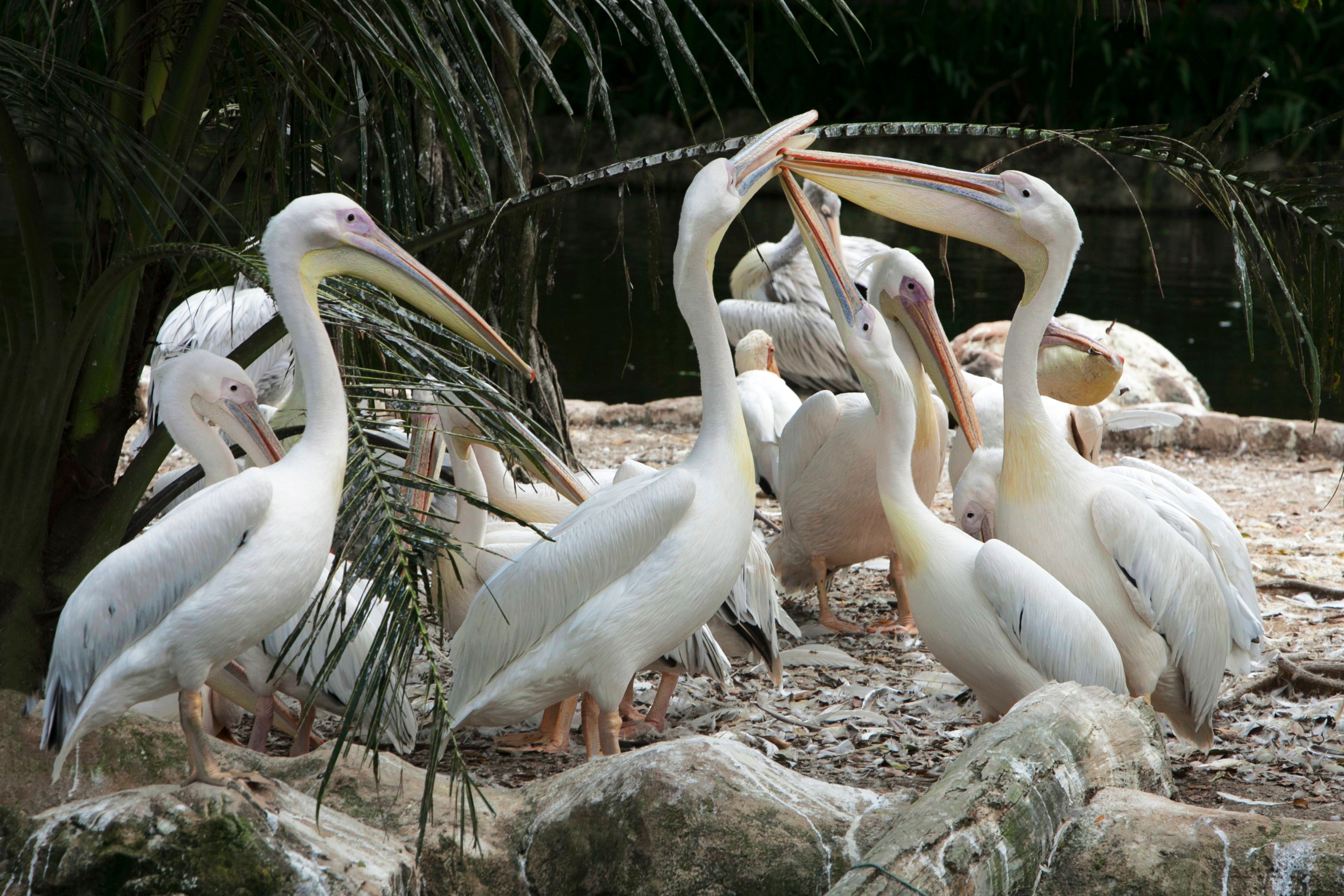 A Pod of Pelicans on Dry Land · Free Stock Photo