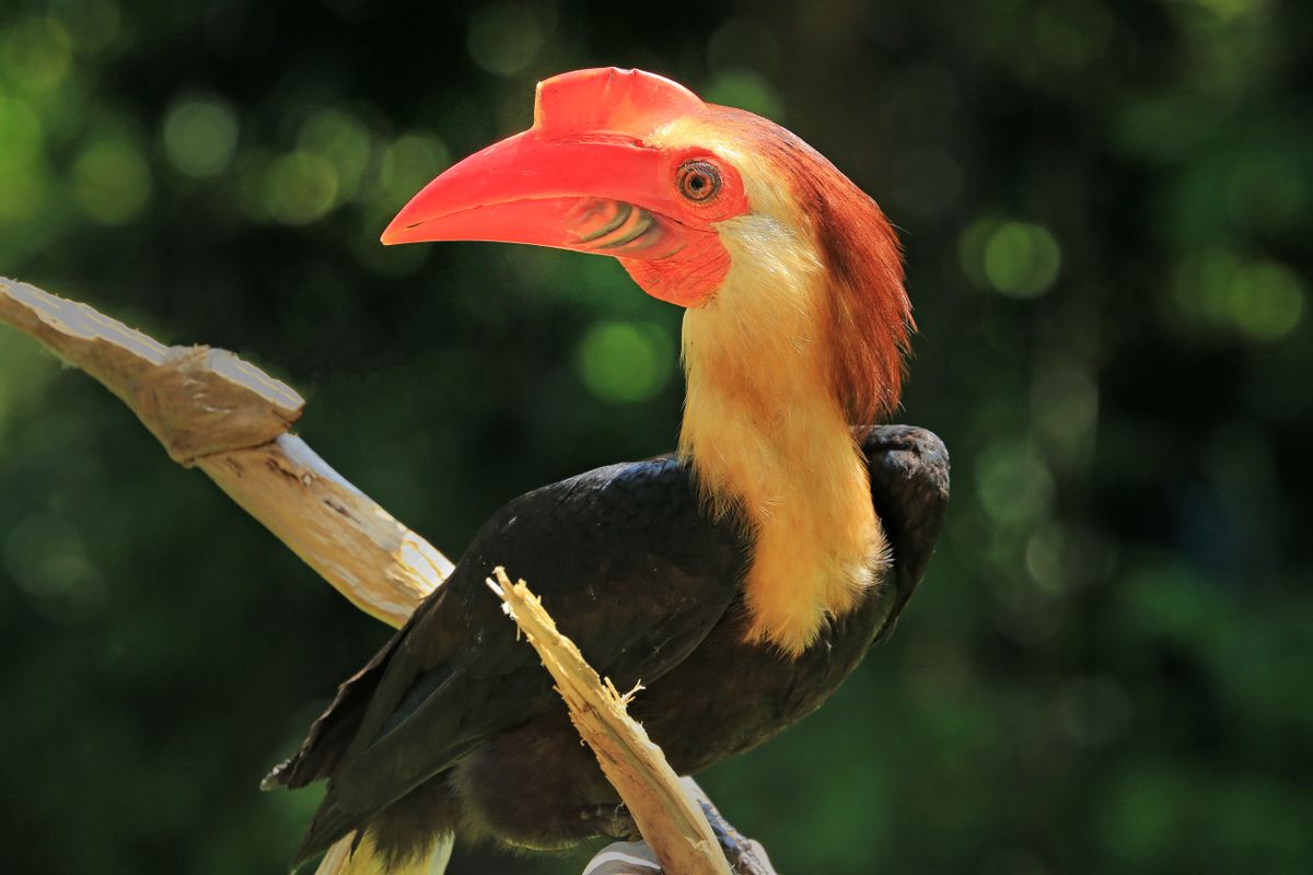 Close-up of a hornbill perched on a branch, the kind of enormous ivory-beaked bird spotted on Phaluai Island
