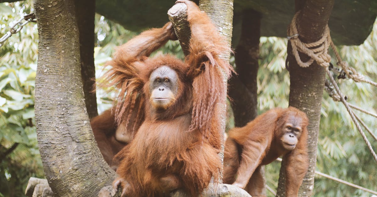 Group Of Orangutan Free Stock Photo Group Of Orangutan Free Stock Photo