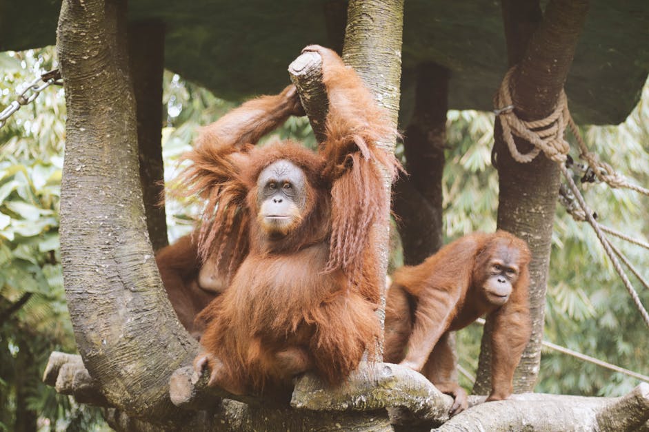  Group  Of Orangutan   Free Stock Photo