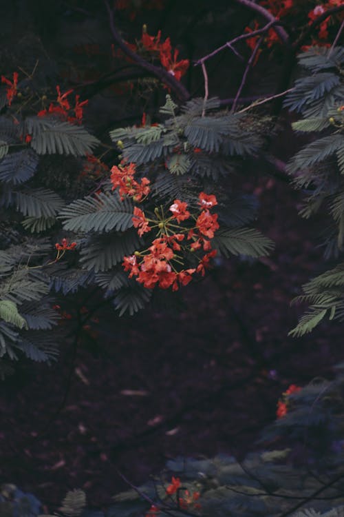 붉은 꽃의 얕은 초점 사진