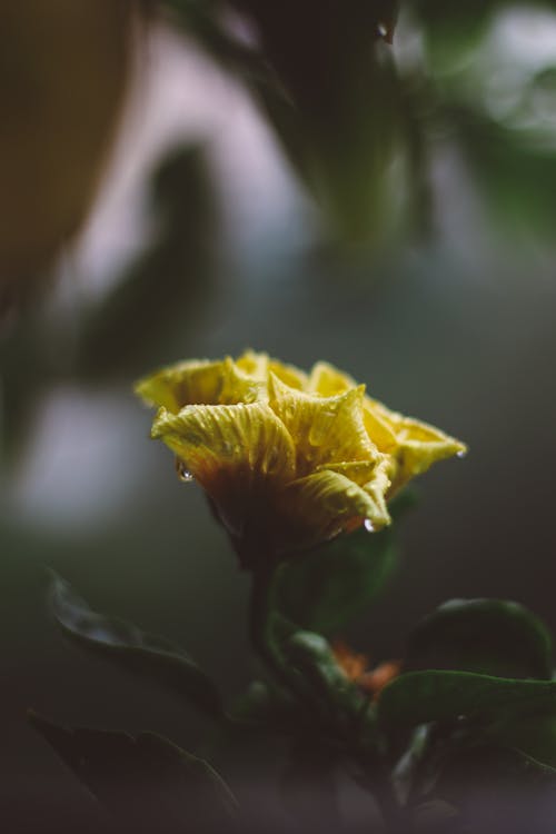 Free Yellow Flower Photography Stock Photo