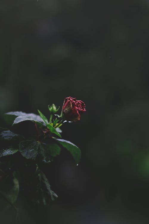 Fotografi Fokus Selektif Bunga Kelopak Merah