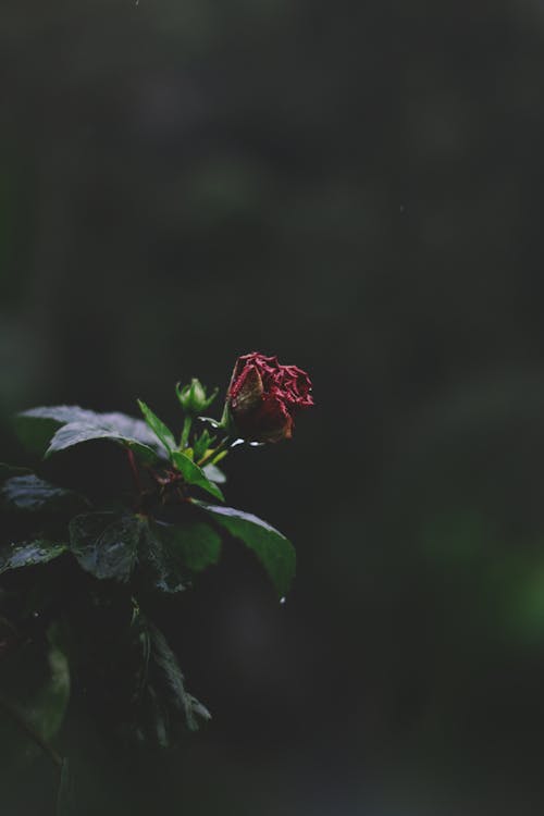 Fotografia Di Messa A Fuoco Selettiva Di Fiori Dai Petali Rossi