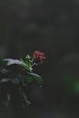 一张红玫瑰在郁郁葱葱的绿叶中绽放的黑暗而喜怒无常的照片