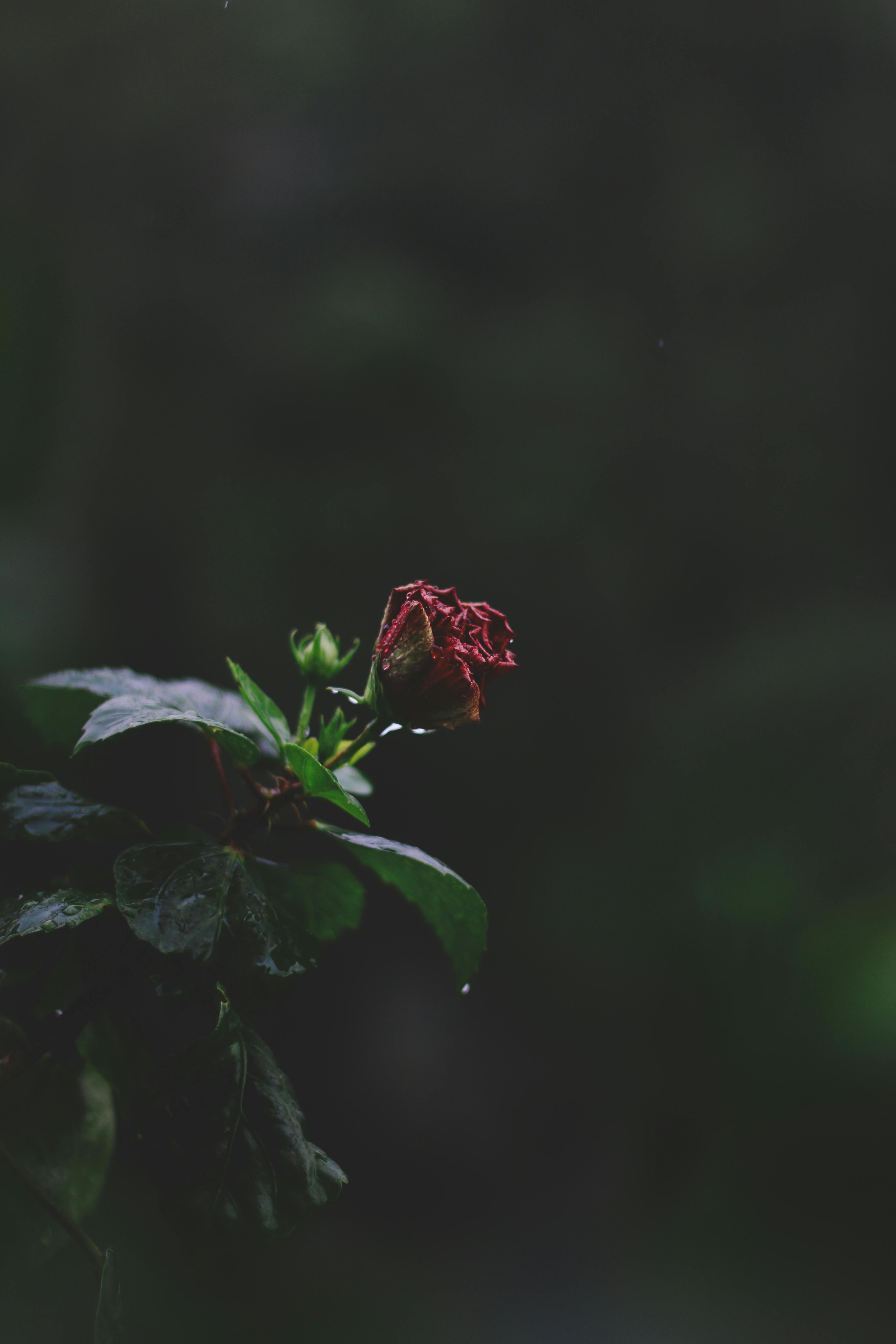 Selective Focus Photography Of Red Petaled Flower