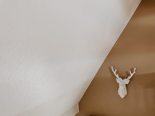 Free White Deer Head Mount on White Wall Stock Photo