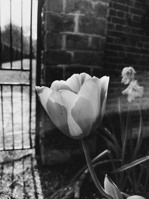 Free Grayscale Photo of a Tulip Stock Photo