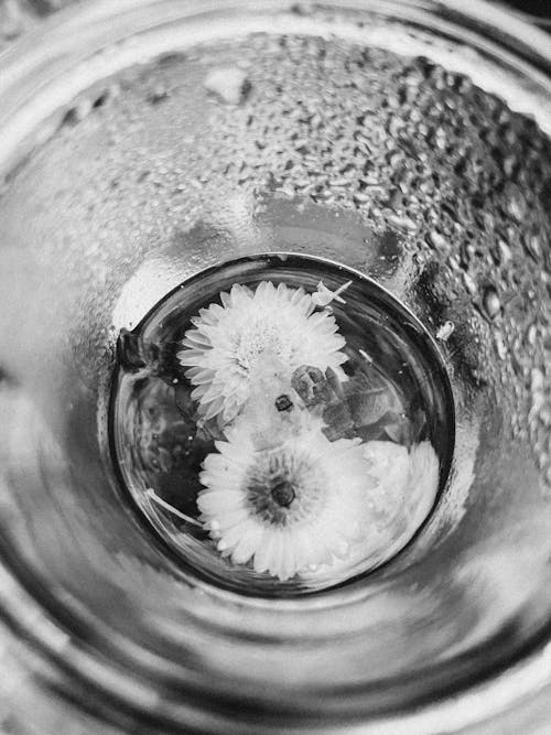 Free White Flower in Grayscale Photography Stock Photo