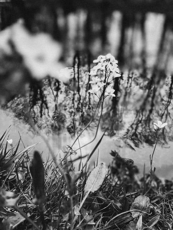 Free Grayscale Photo of Flower in the Forest Stock Photo