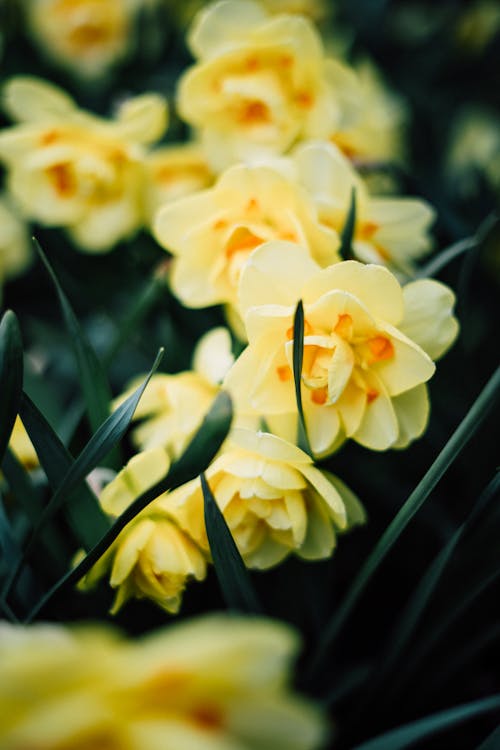 Free Close-Up Shot of Daffodils Stock Photo