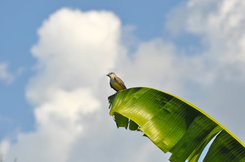Foto Burung Coklat Bertengger Di Daun Pisang Hijau