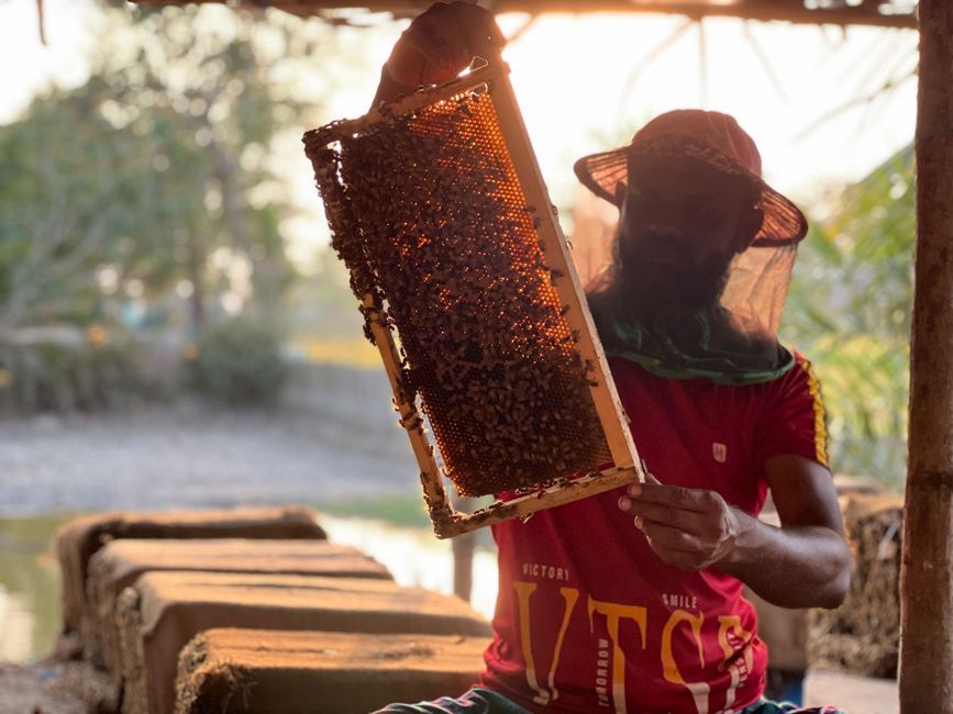 A beekeeper examining a honeycomb frame at an outdoor apiary