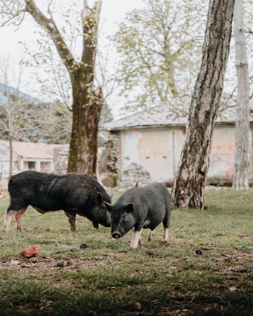 Free Boars on the Grass Field Stock Photo