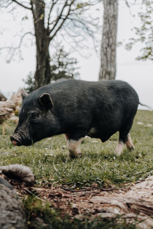 Free Close-up of a wild boar walking through a forest clearing on a grassy field. Stock Photo