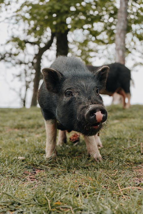 Free Black Pig on Green Grass Field Stock Photo