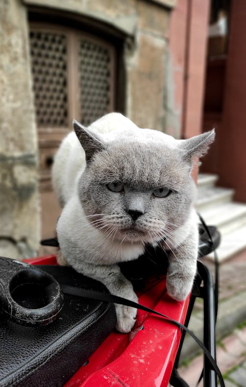 Close-Up Shot of a British Shorthair