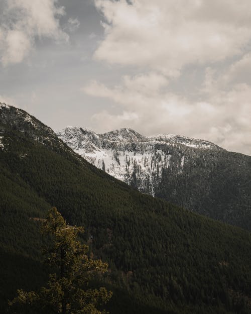 Imagine de stoc gratuită din fotografie cu natură, fotografiere verticală, mediu