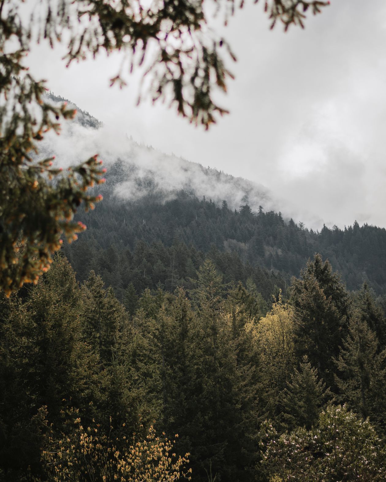 Mist settling over a mountain conifer forest