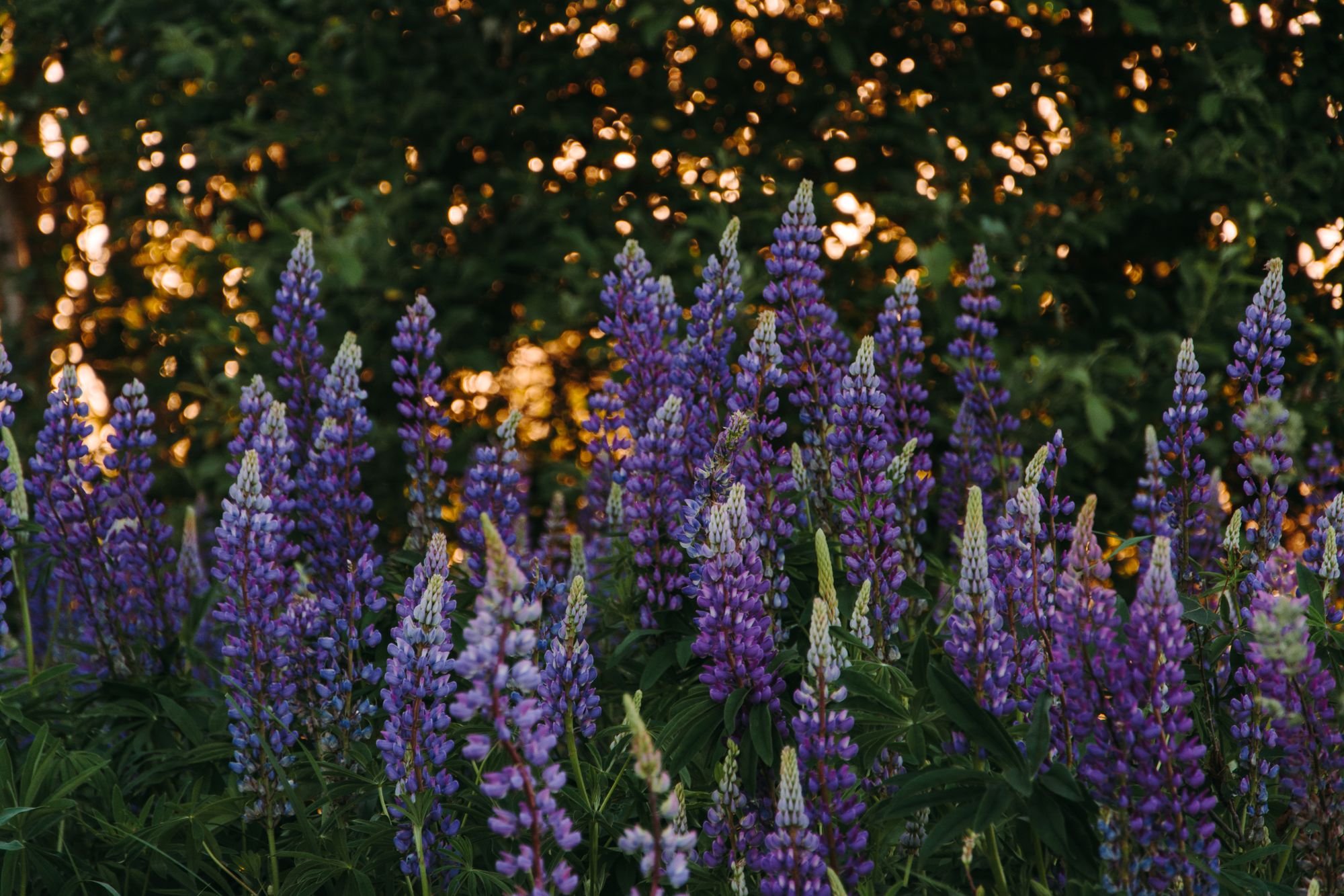Bloeiende tuin vol kleurrijke bloemen