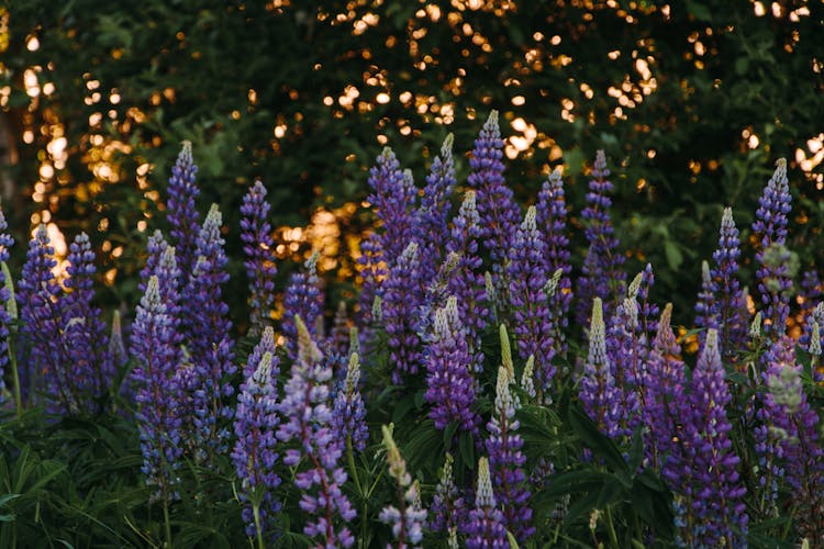 Purple Flower Field