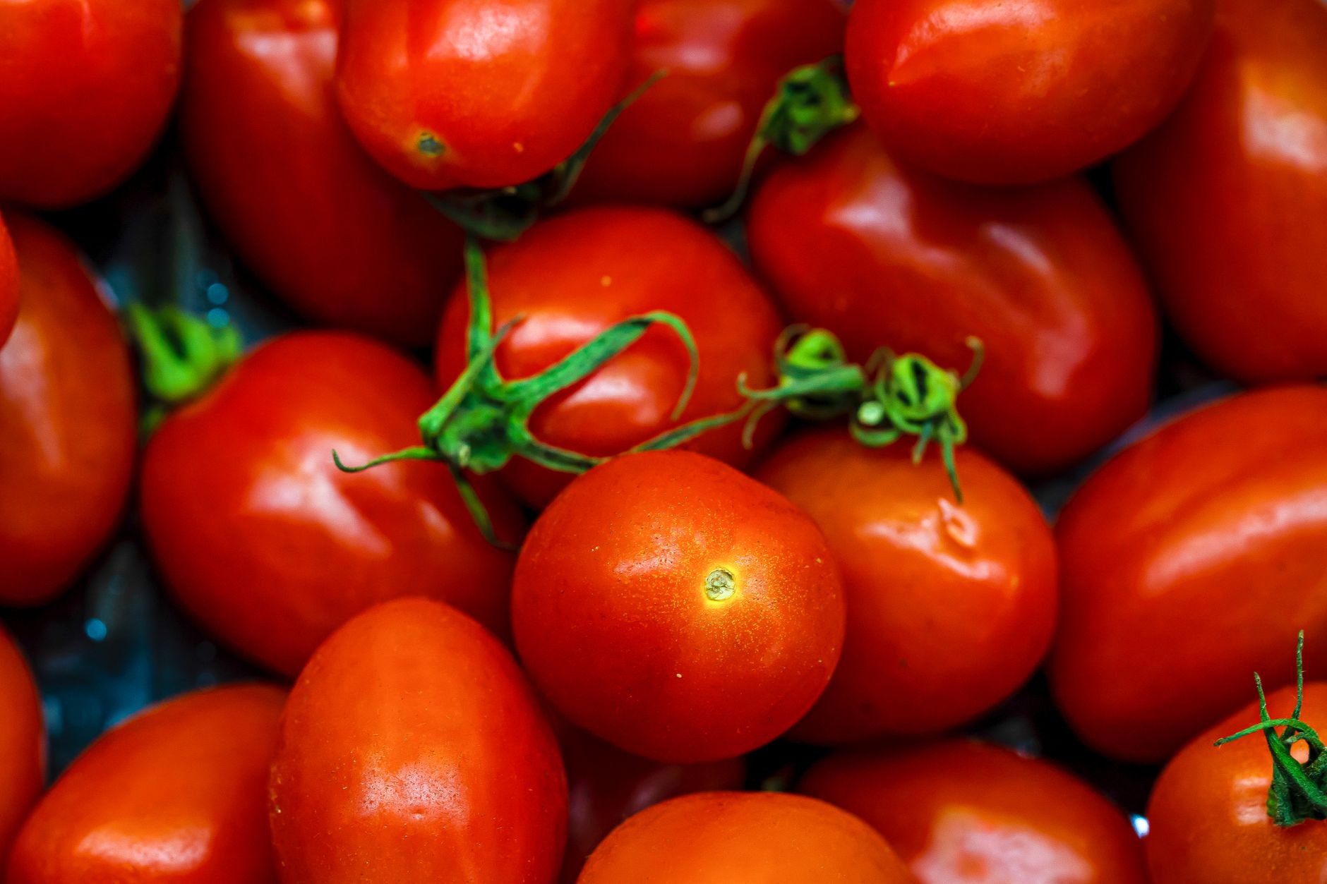 Close-Up Shot of Tomatoes