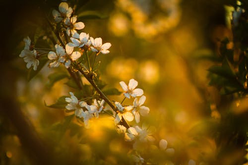 bezplatná Základová fotografie zdarma na téma bílé květy, flóra, květ třešně Základová fotografie