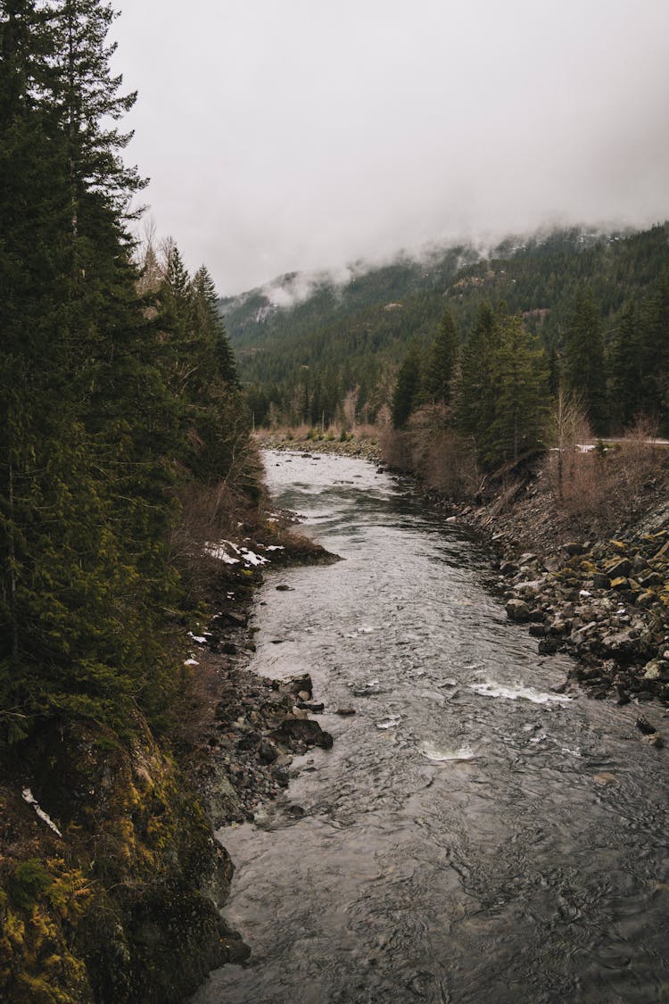 Photo Of A River Near Trees