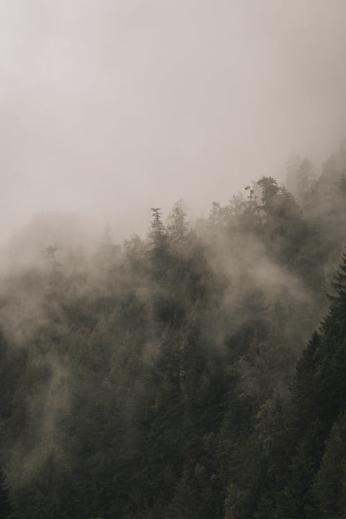 Foto profissional grátis de árvores, enevoado, garoa