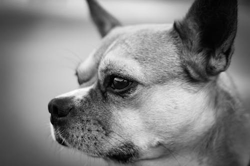 Close-Up Shot of a Dog 