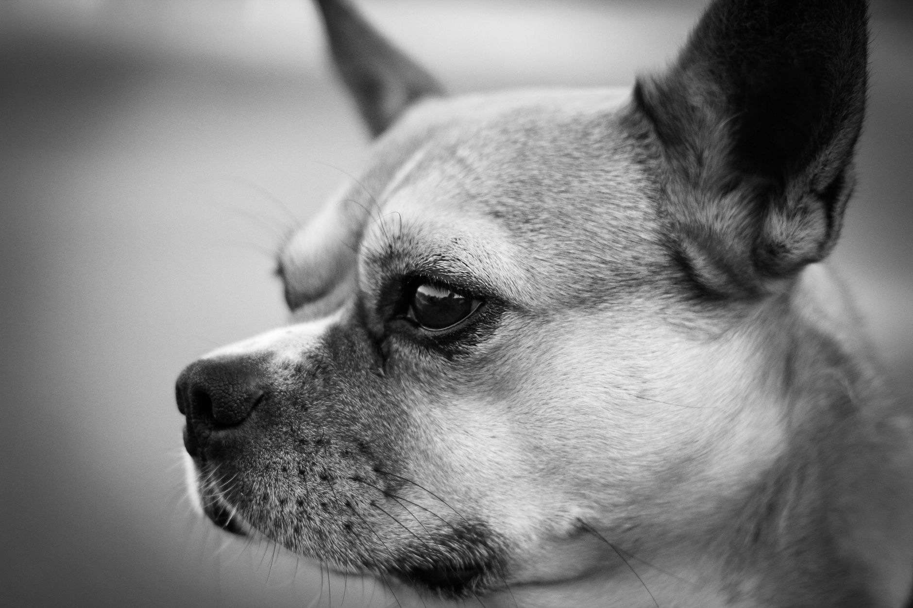 Veterinary care for a dog