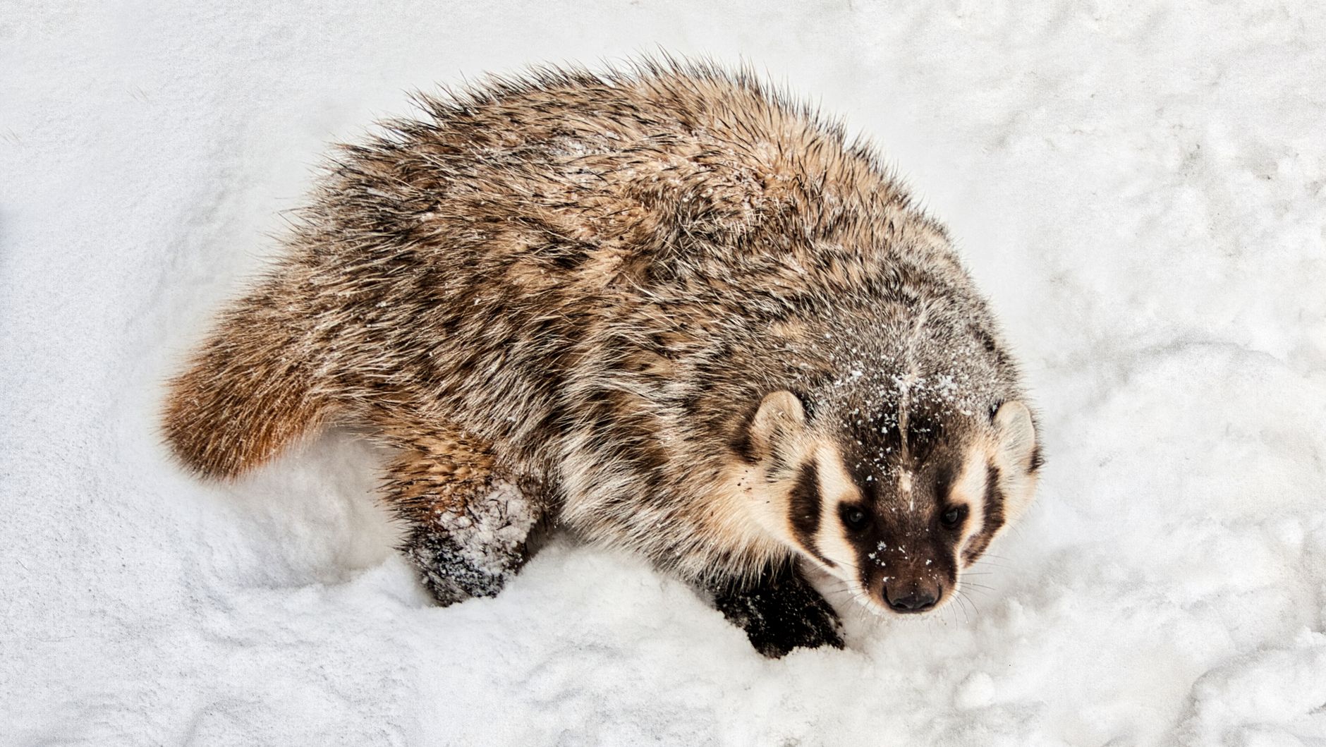 The European Badger