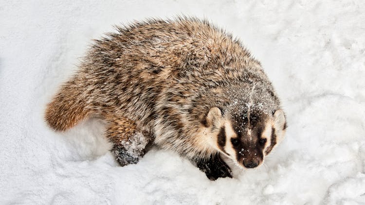 A Badger On The Snow 