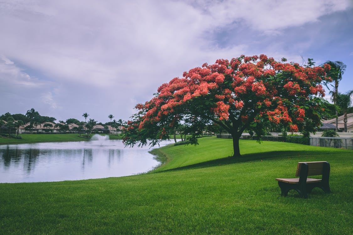 Foto De árboles Con Flores Rojas Junto Al Cuerpo De Agua