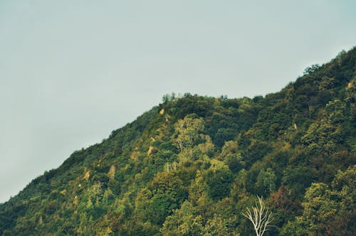 Foto d'estoc gratuïta de arbres, Fons de pantalla 4k, fons de pantalla gratuït