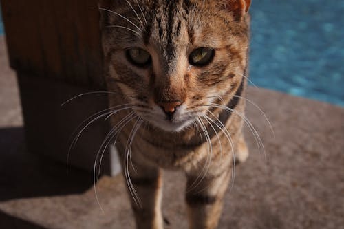 Close-Up Shot of a Tabby Cat