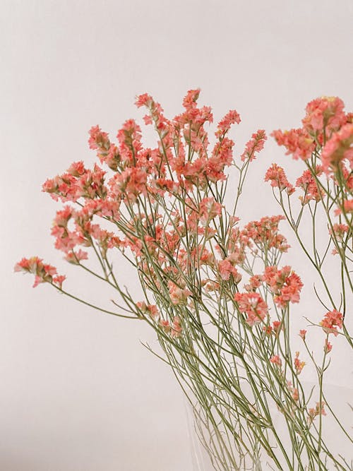 Pink Flowers with Green Stem