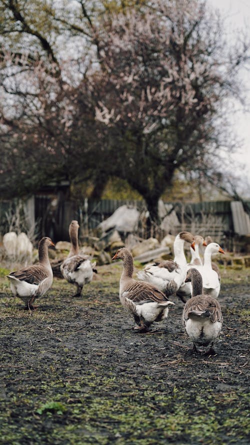 Geese on Black Soil