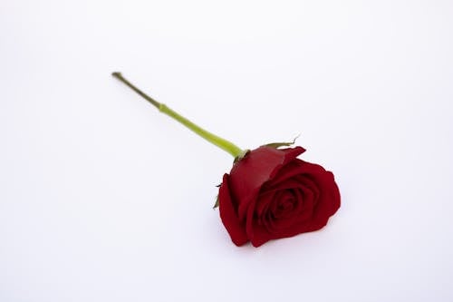Darmowe zdjęcie z galerii z biała powierzchnia, czerwona róża, flora