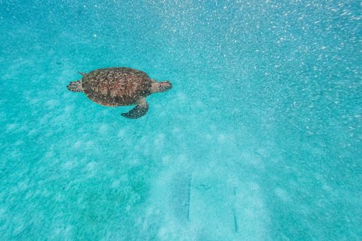 A serene sea turtle glides through the clear blue ocean waters, captured in vibrant detail.