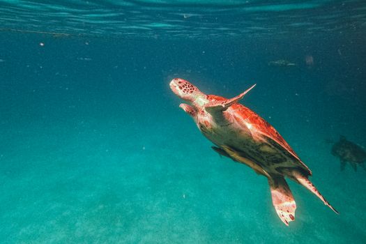 A serene sea turtle gracefully swims underwater, capturing the beauty of ocean life.