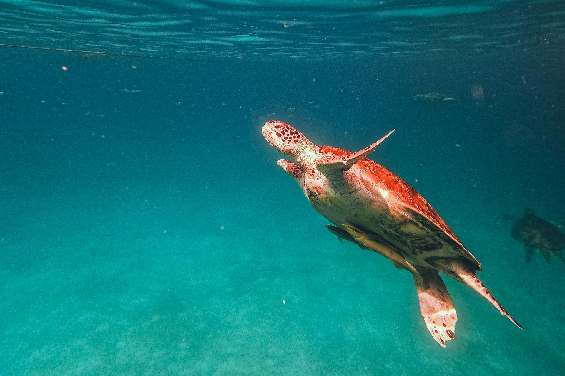 A serene sea turtle gracefully swims underwater, capturing the beauty of ocean life.