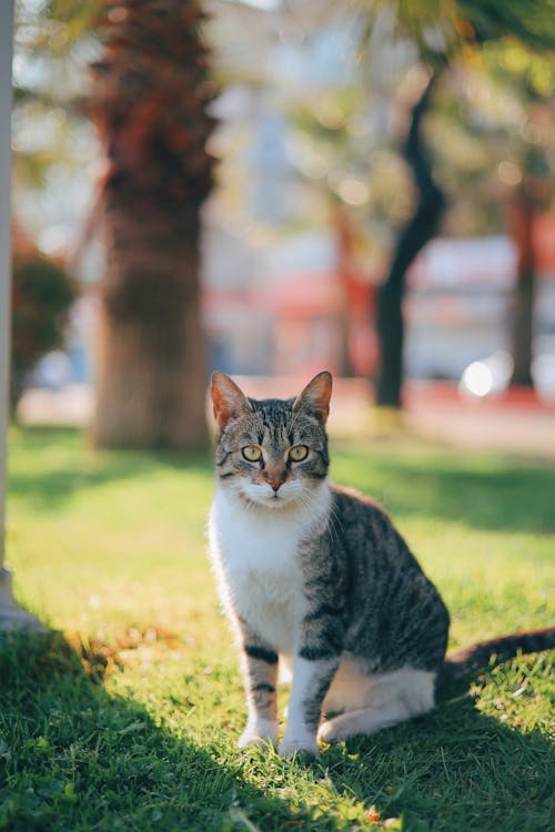 Free Brown Tabby Cat on Green Grass Field Stock Photo