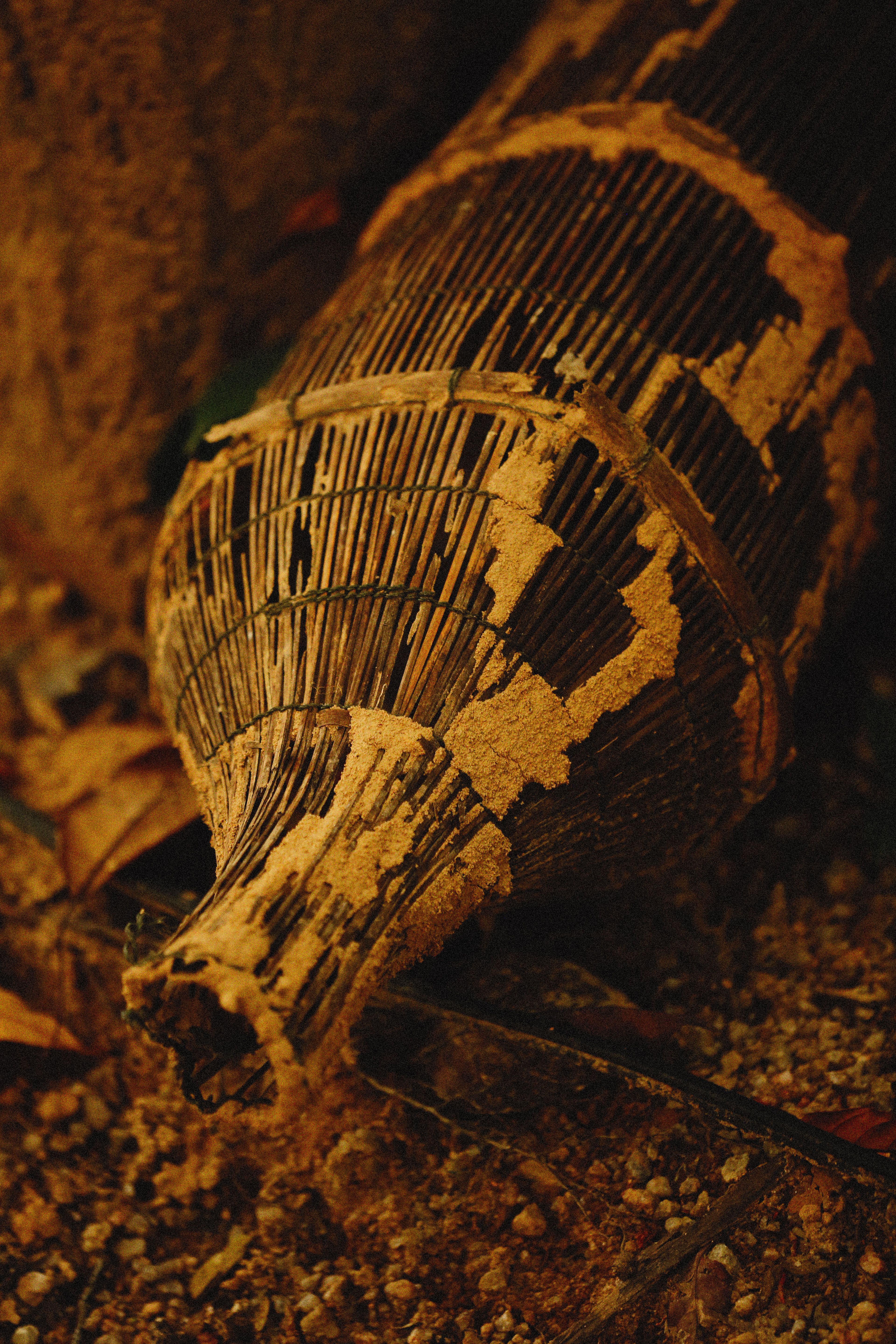 Oplantermites