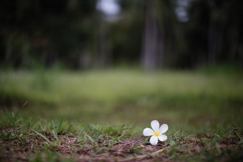 Fotos de stock gratuitas de césped, de cerca, delicado