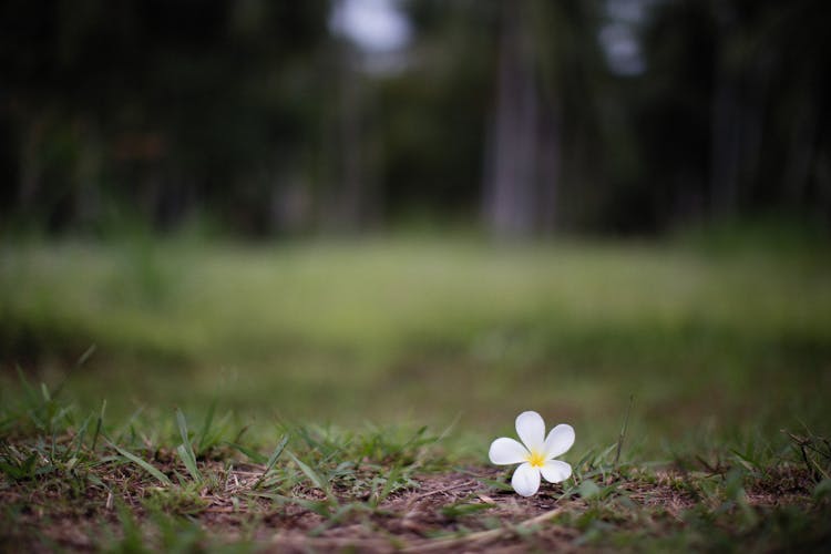 A Frangipani Flower On The Ground