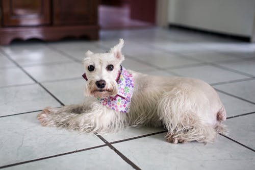 Free Long-coated Dog On White Floor Tiles Stock Photo