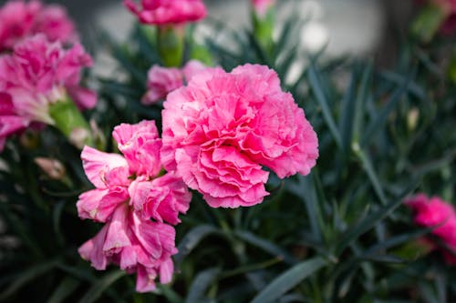 Immagine gratuita di avvicinamento, fiori rosa, flora