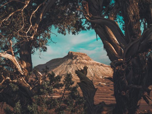 Brown Tree Trunks on Brown Rocky Mountain