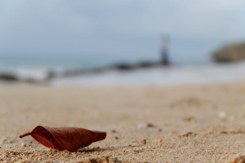 Feuille Sèche Sur Le Sable